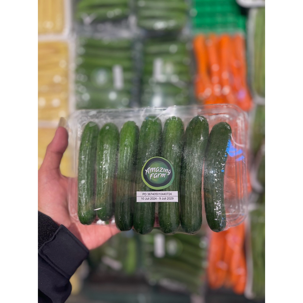 

Mini Cucumber Hidroponic | Timun Mini Hidroponic | Pack