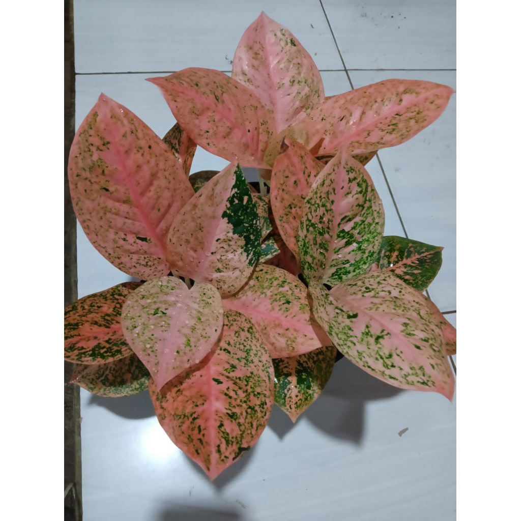 STARDUST ORANGE