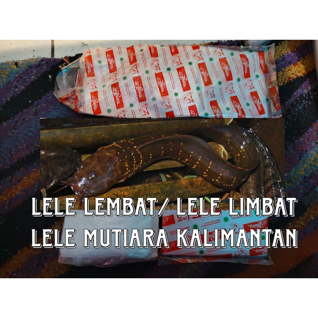lele lembat / lele limbat mutiara khas kalimantan