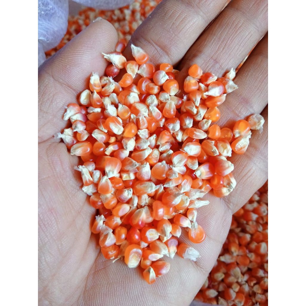 

1 KG JAGUNG CILILIN BIJI KECIL