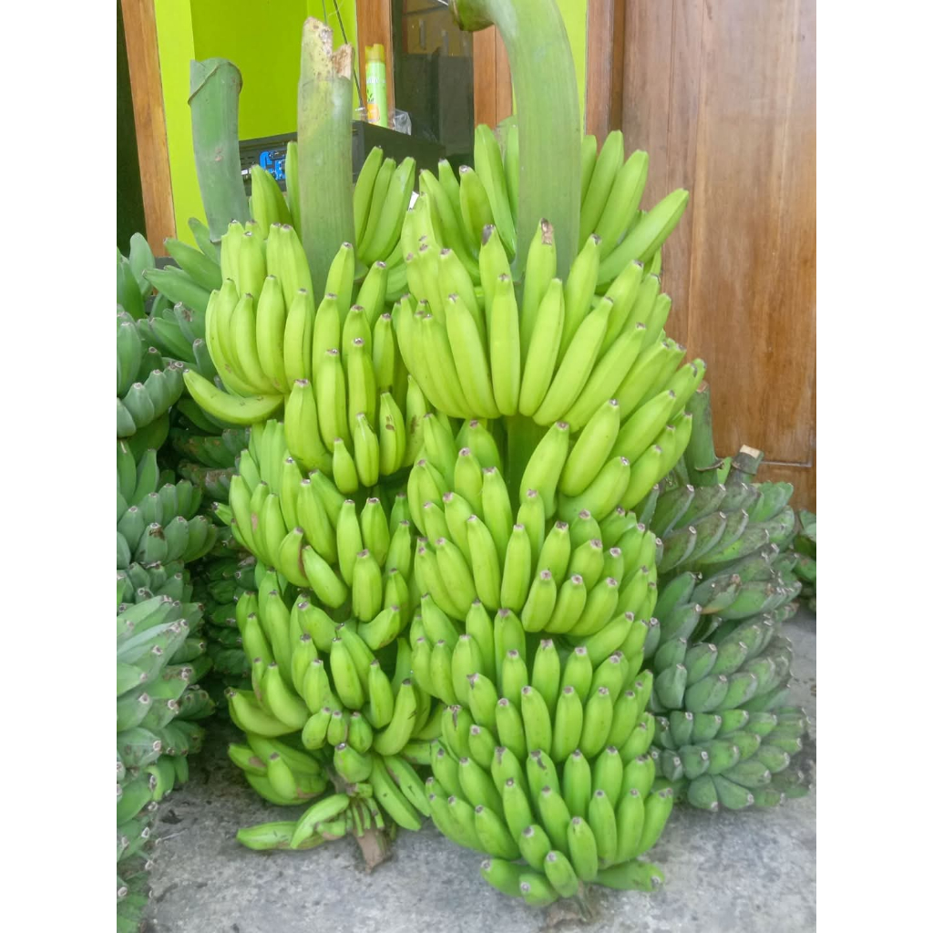 

Pisang Ambon kuning super 1kg