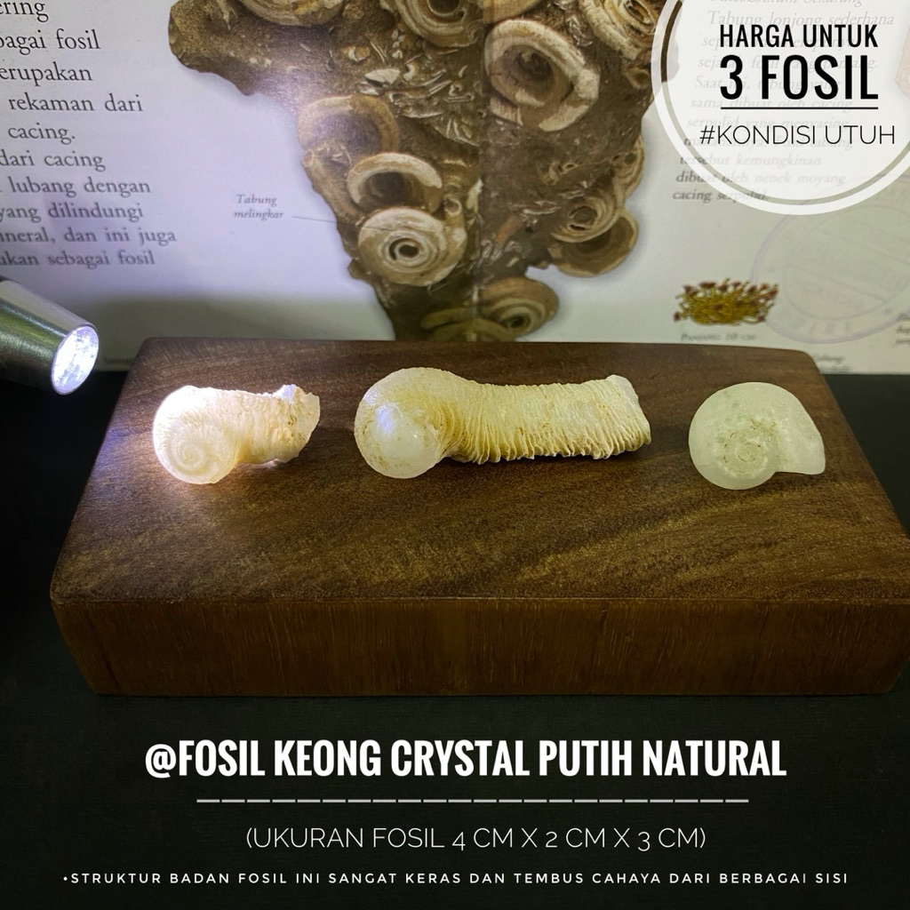 Fosil Keong Putih Crystal Natural atau Fosil Gastropoda atau Fosil Kol Buntet Kristal atau Fossil Sn