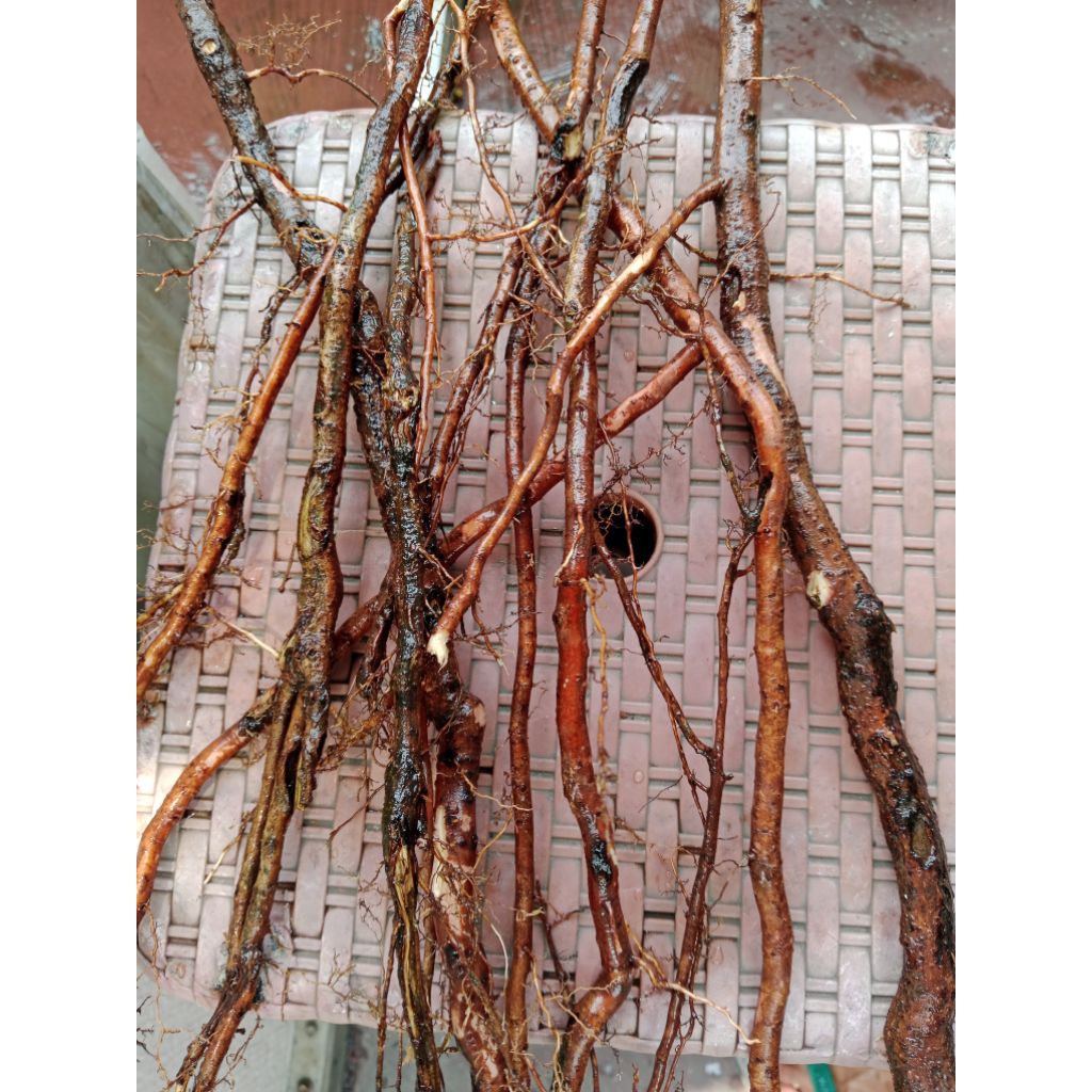 

akar pat kua /akar pak kua kering / patkua / pakkua