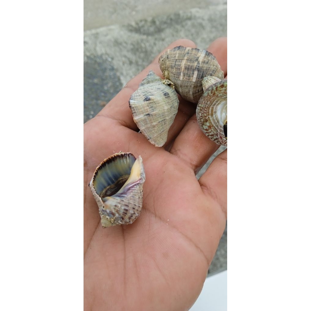 Keong Laut Keong Turbo Pembersih Akuarium,AirLaut/5,ekor