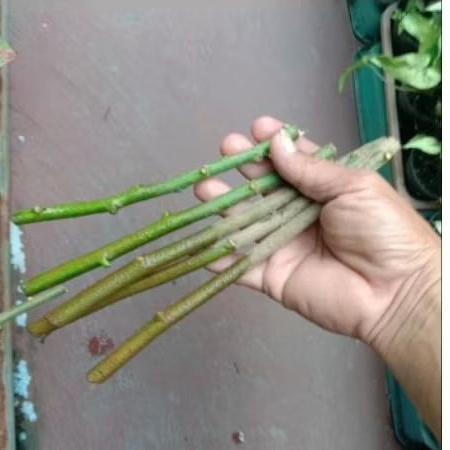 stek batang pohon pat kua / pakkua /patkua /pak kua