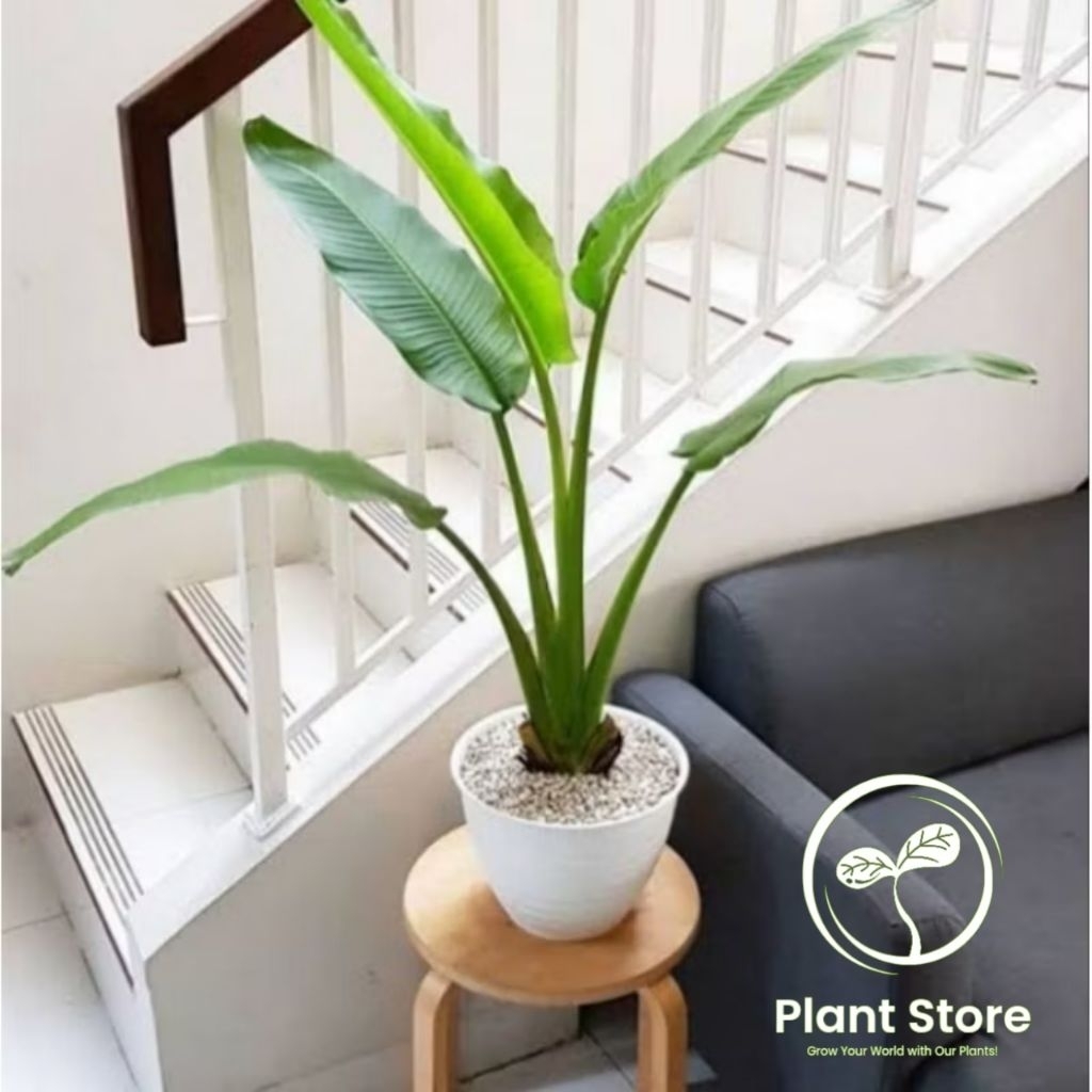 PROMO Tanaman hias Pisang kipas Tanaman indoor Pisang kipas / Pohon pisang kipas Tanaman