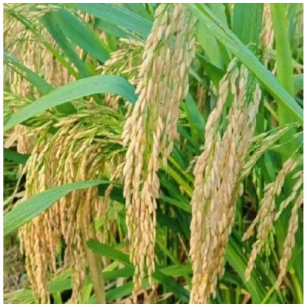 

simbok dan padi si gelis