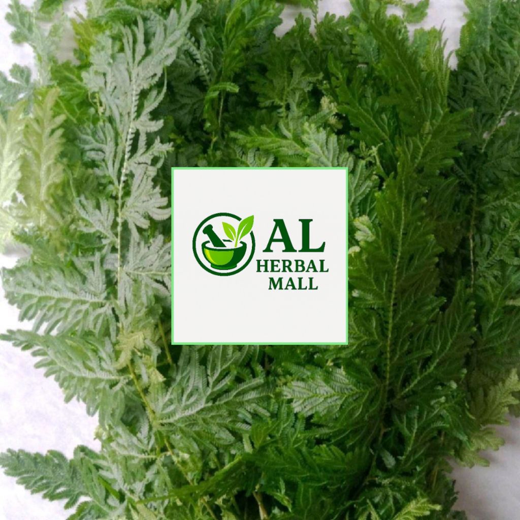 

Daun Cakar Ayam Fres Segar 1 Kg Organik