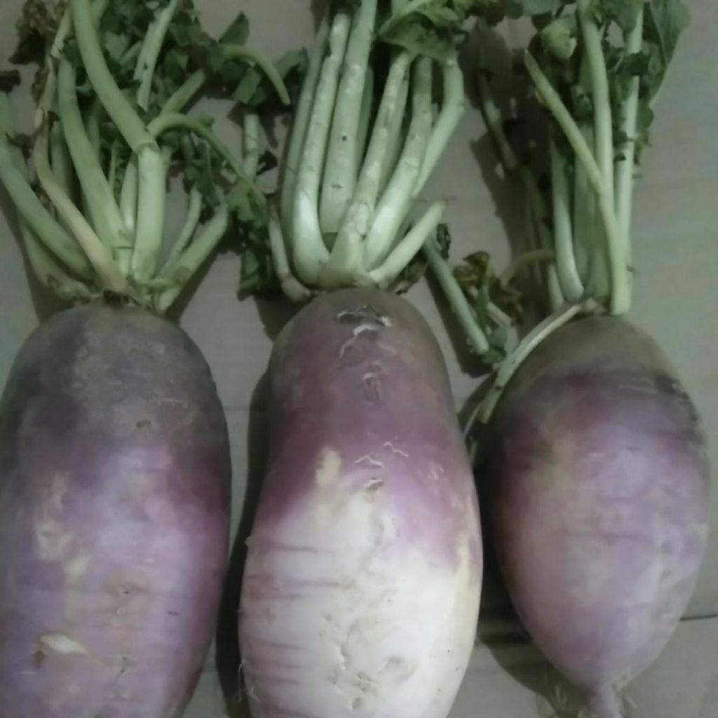 

Umbi Lobak Daikon Radish Ungu Merah segar
