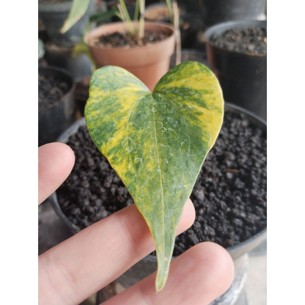 anthurium pteroductyl varigata pergol 2 tunas