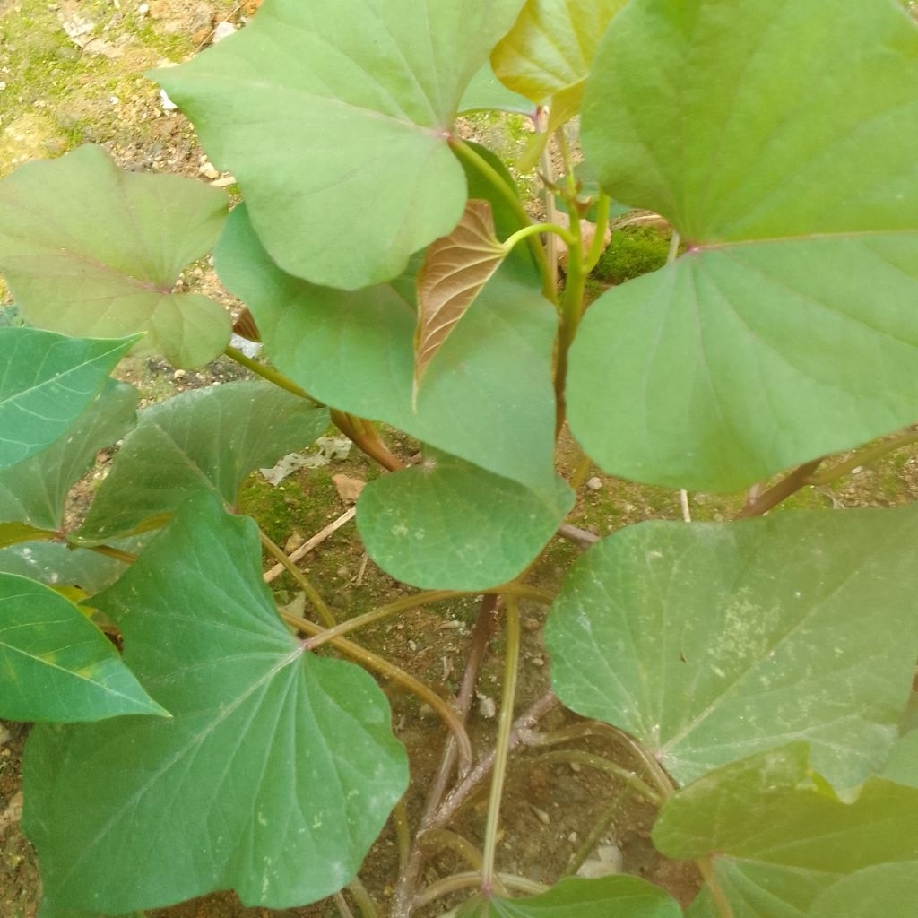 

bibit stek ubi jalar