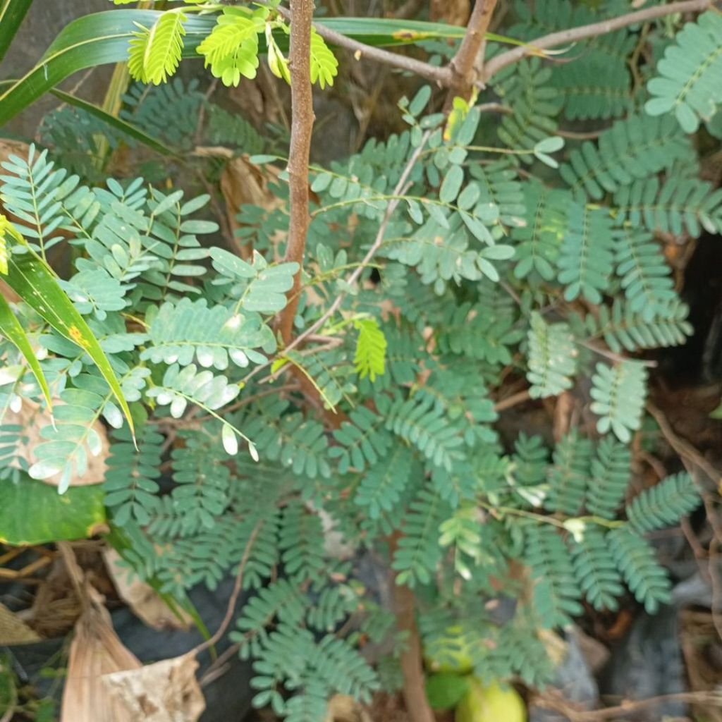 

Daun Asam Jawa Sinom petik segar per ikat