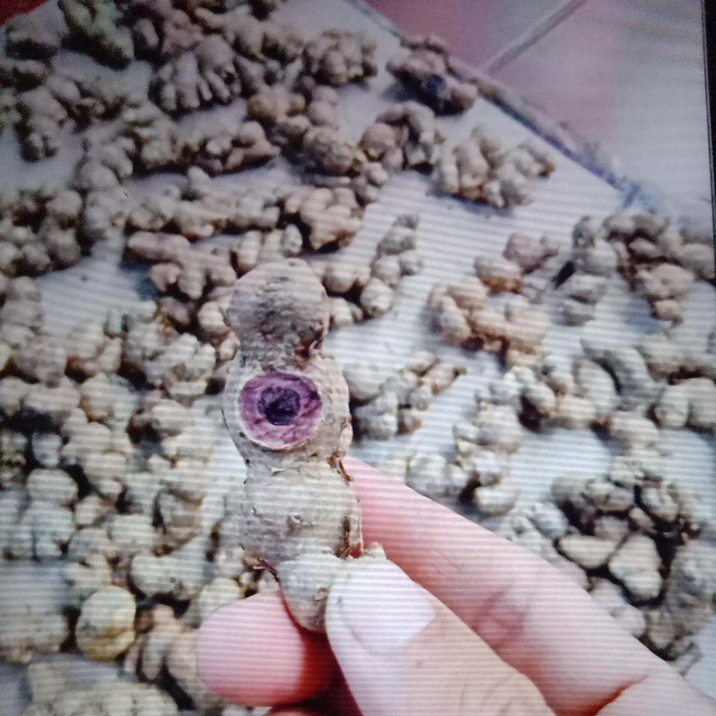 

kunyit hitam pesanan ofline