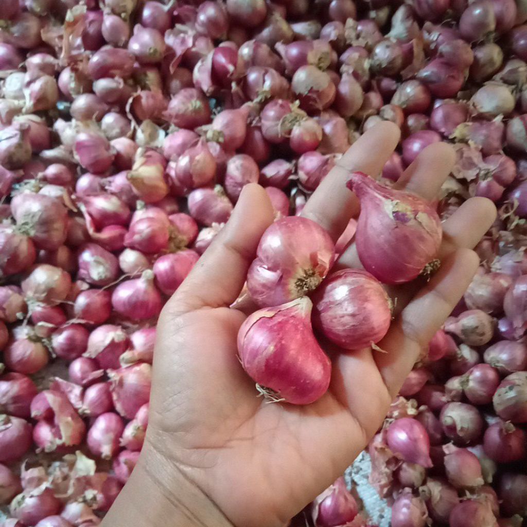 

Bawang merah kualitas super