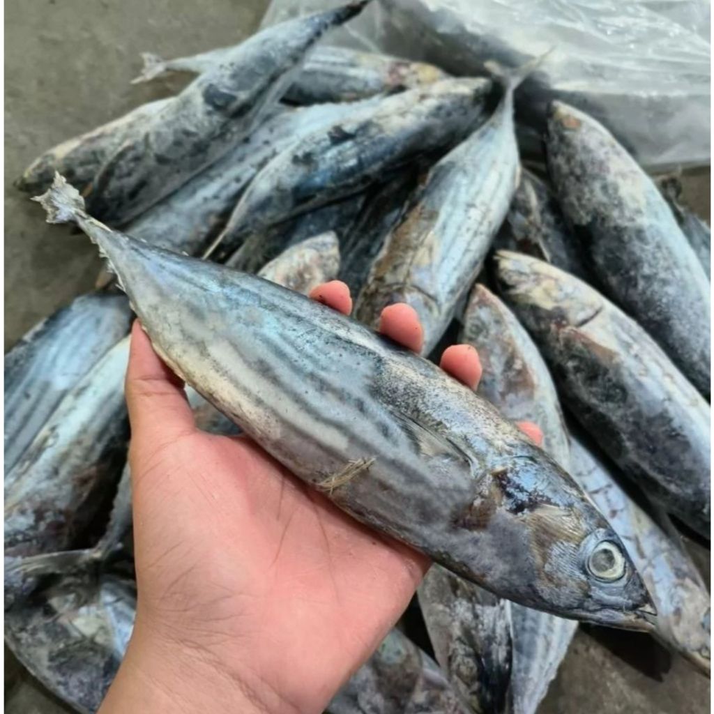 

Ikan Cakalang Segar 1 Kg (Isi 2-4 Ekor) – Fresh dari Laut