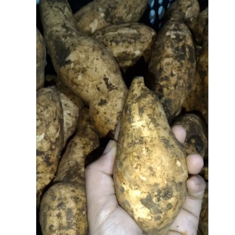 

(COD) UBI KUNING/UBI PUTIH/UBI JALAR 1KG Mentah manis pulen