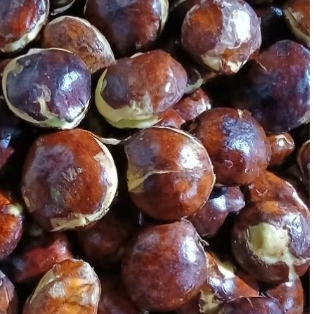 

Jengkol paluk kualitas super, gede,tua pulen