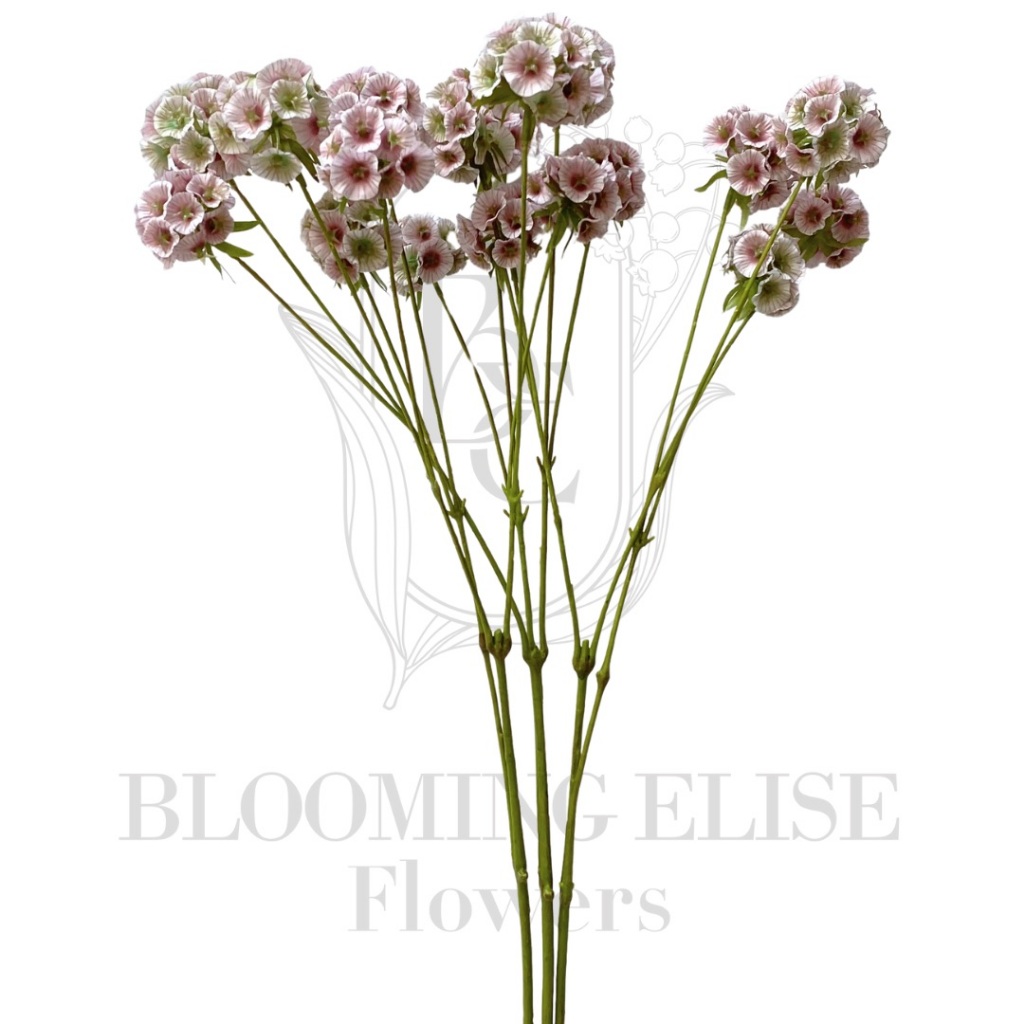 remium Artificial Pink Scabiosa Pods