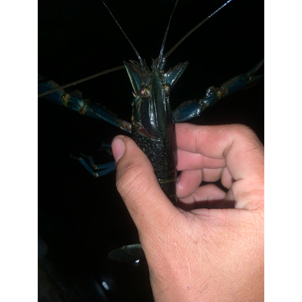 lobster Red claw air tawar