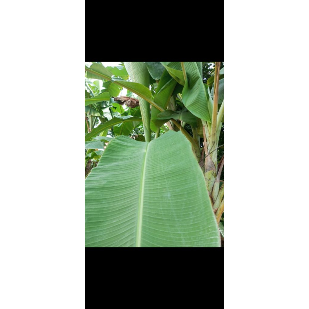 

daun Pisang segar/fres