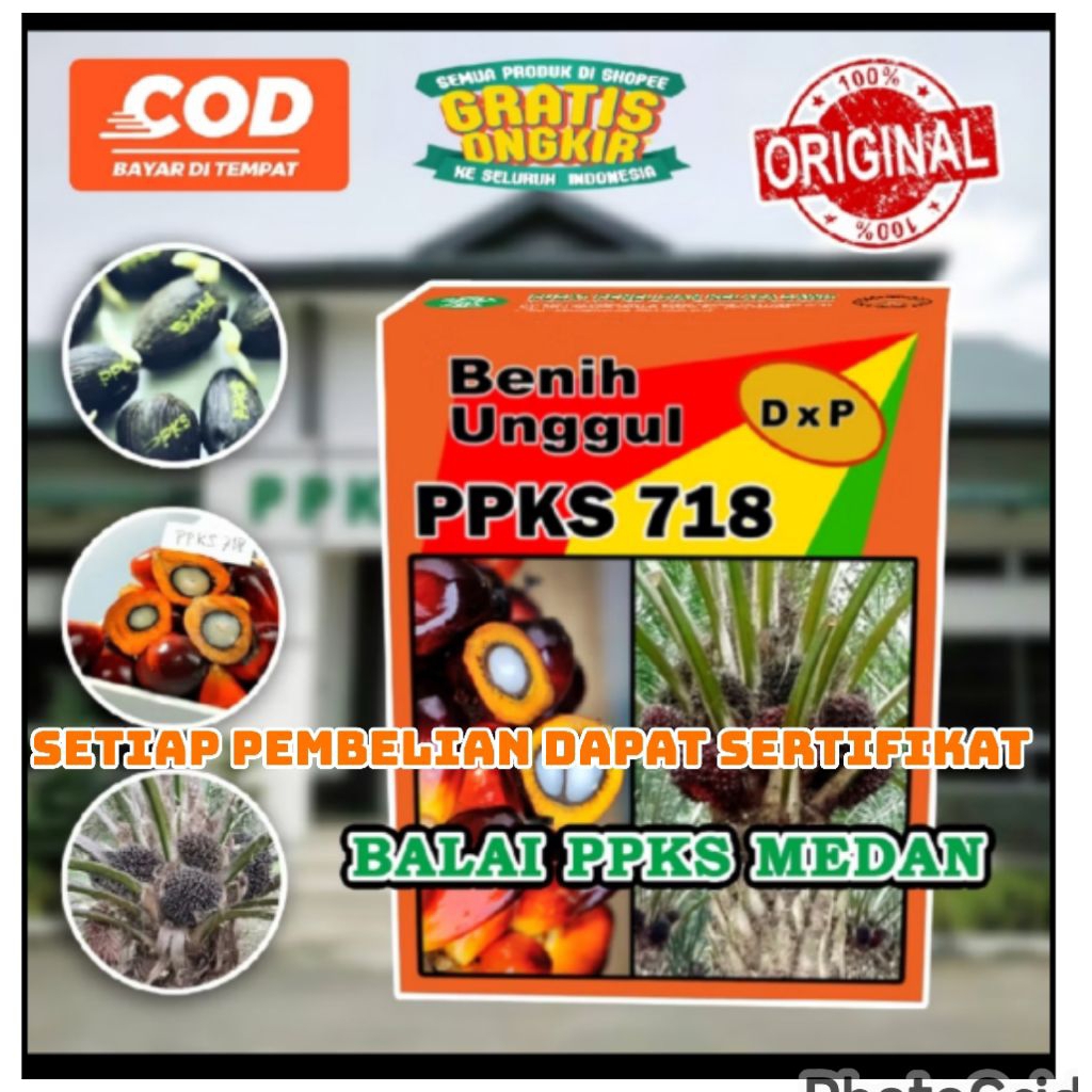 benih kecambah sawit dxp ppks 718 (SETIAP PEMBELIAN 10 DAPAT SERTIFIKAT)