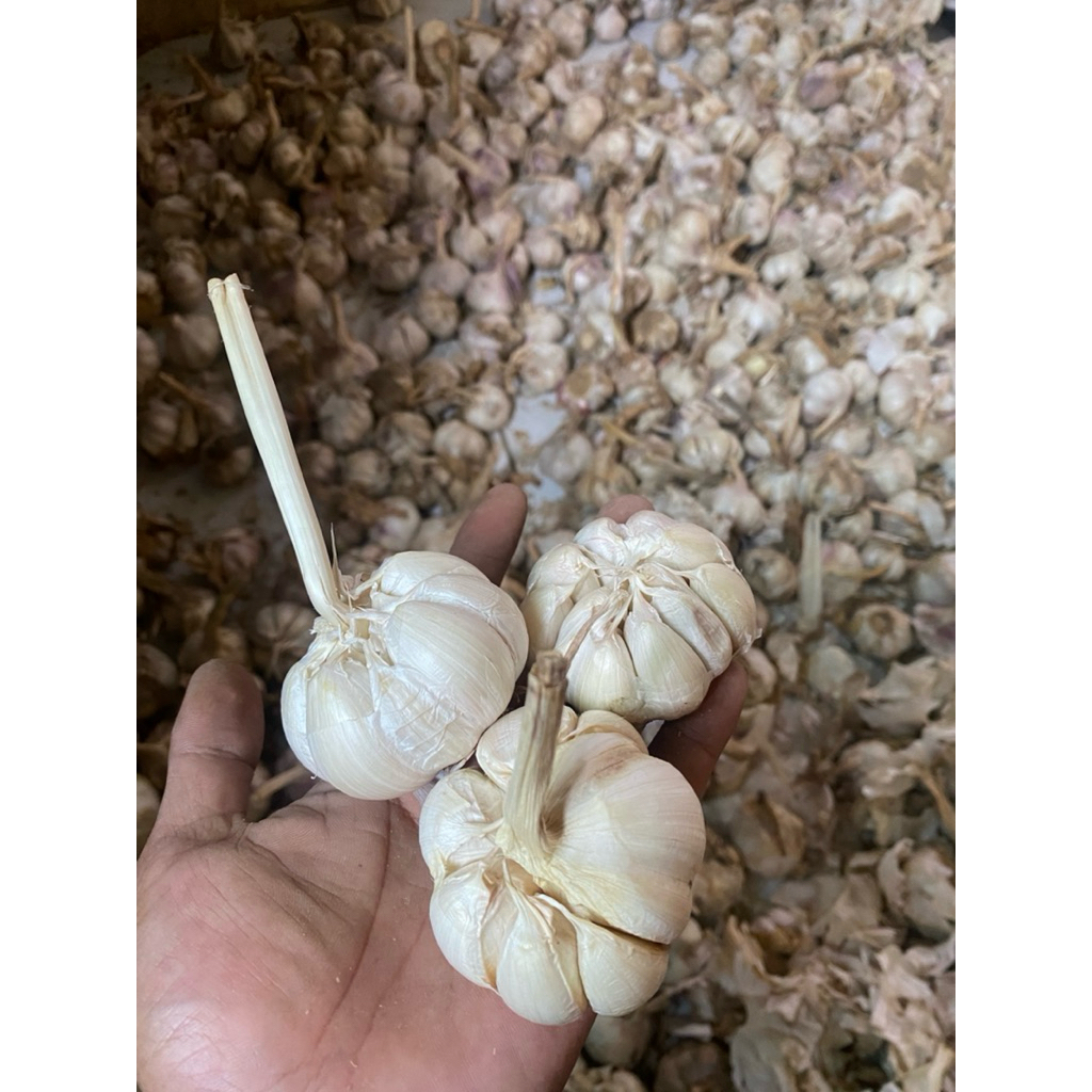 

1kg Bawang Putih Garlic Bersih Kemasan 1kg Ukuran Jumbo Kualitas Terbaik