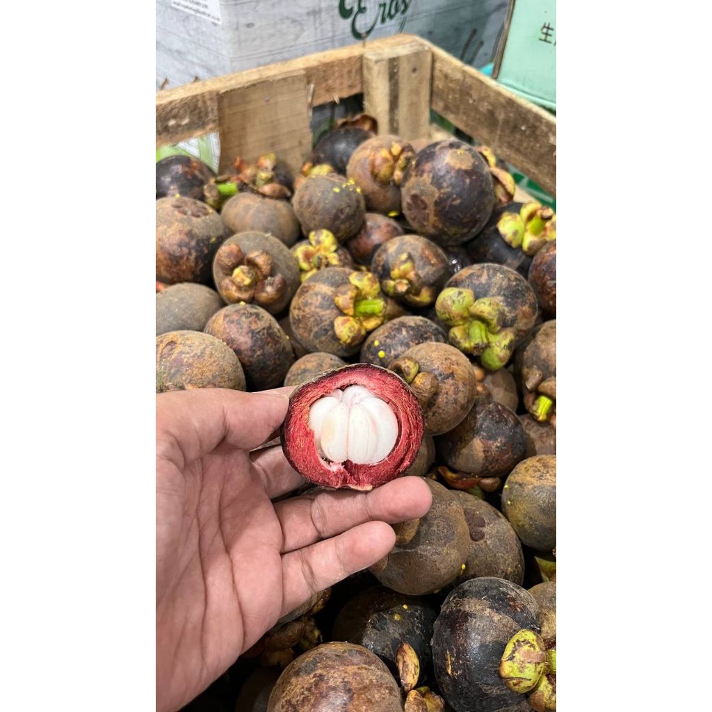 

BUAH MANGGIS MANIS