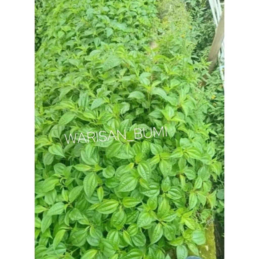 

Lalapan Daun Pohpohan Segar 1Kg