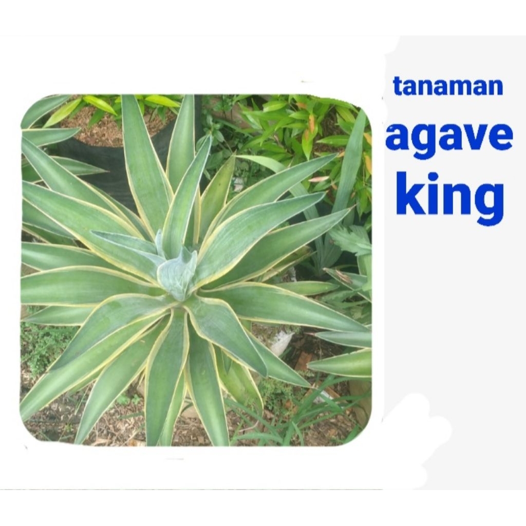tanaman hias agave king