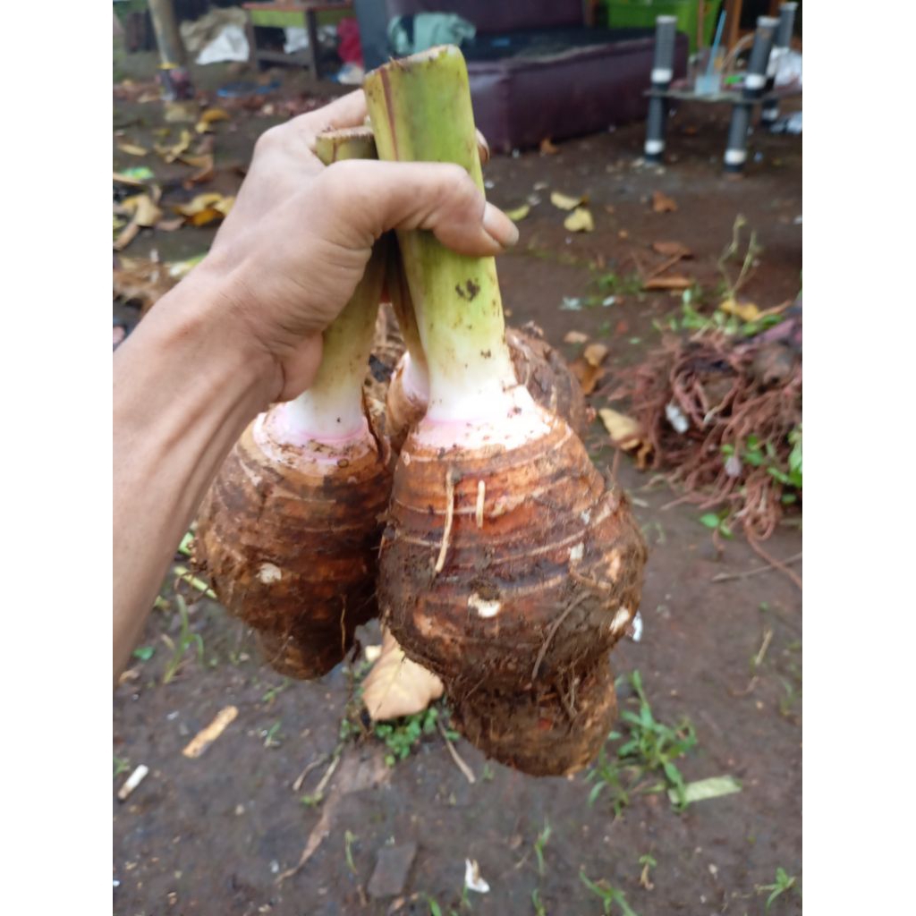 

umbi talas ketan wangi 1kg