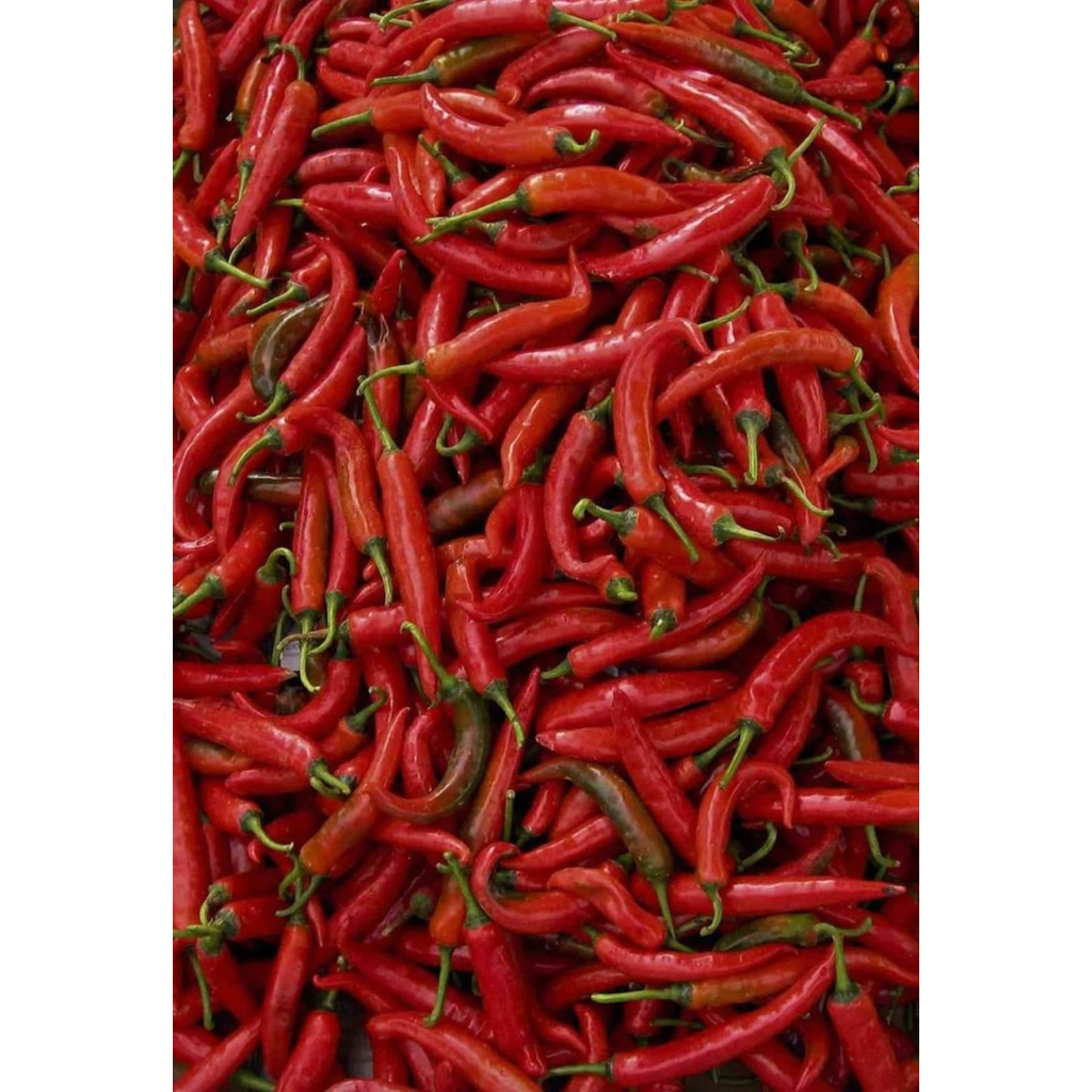 

Cabe merah besar ( red big chili fresh)