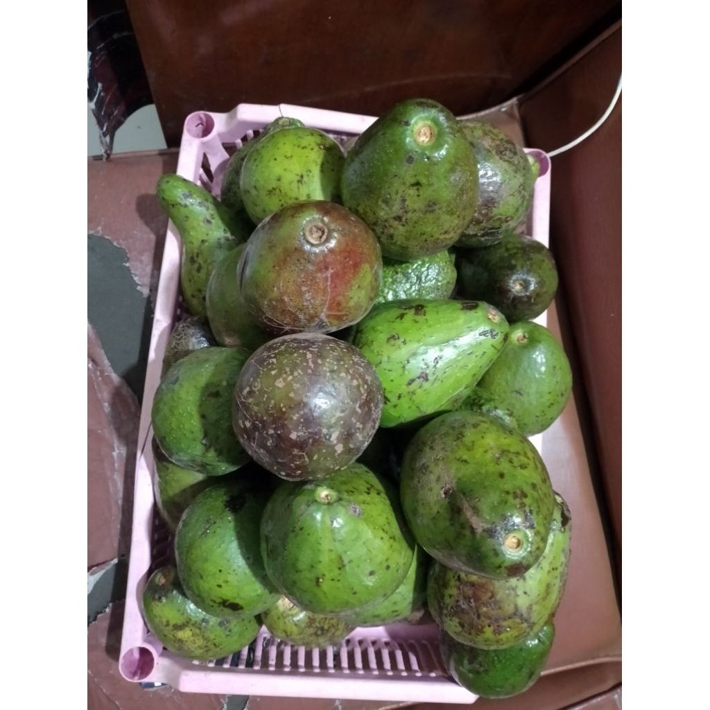 

alpukat mentega dr Aceh