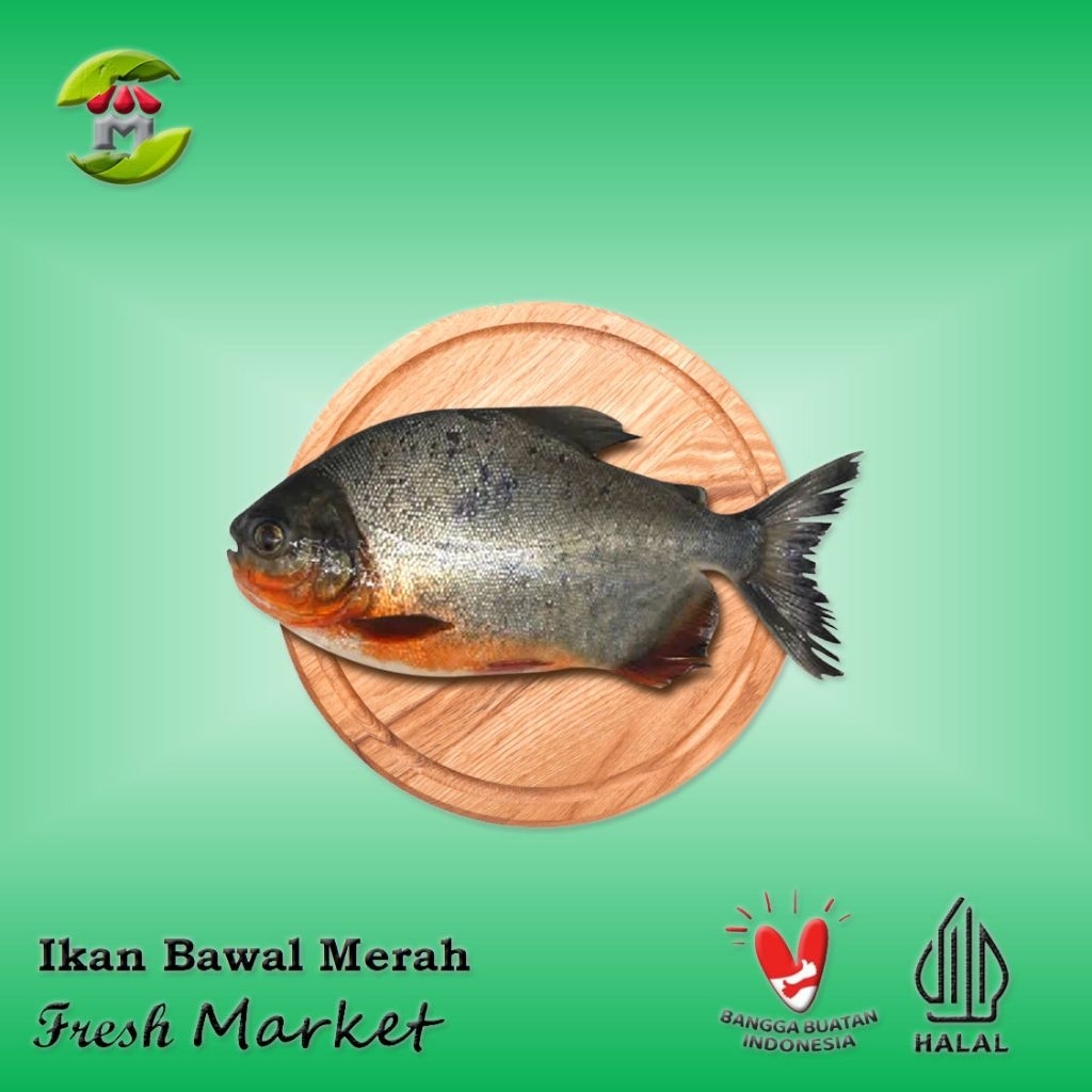 

[JAKPUS] Ikan Bawal Merah Tawar 900gr - 1kg