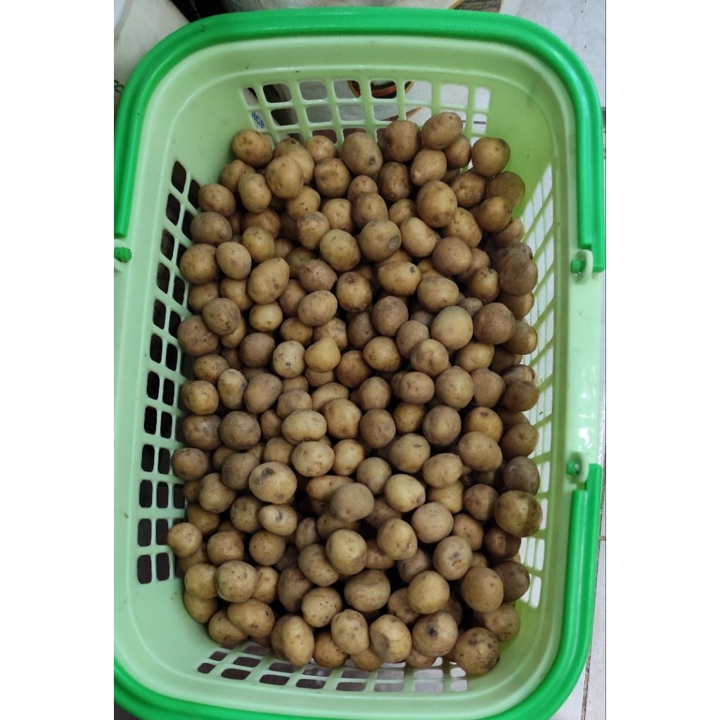 

Baby Potato /Kentang Mini 250gr /Kentang Rendang / Kentang Cocktail