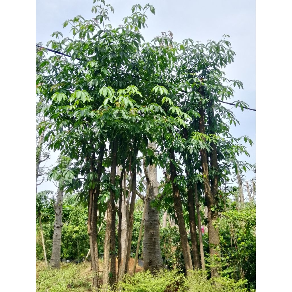 pohon Pule gruping / tanaman pelindung / pohon pule