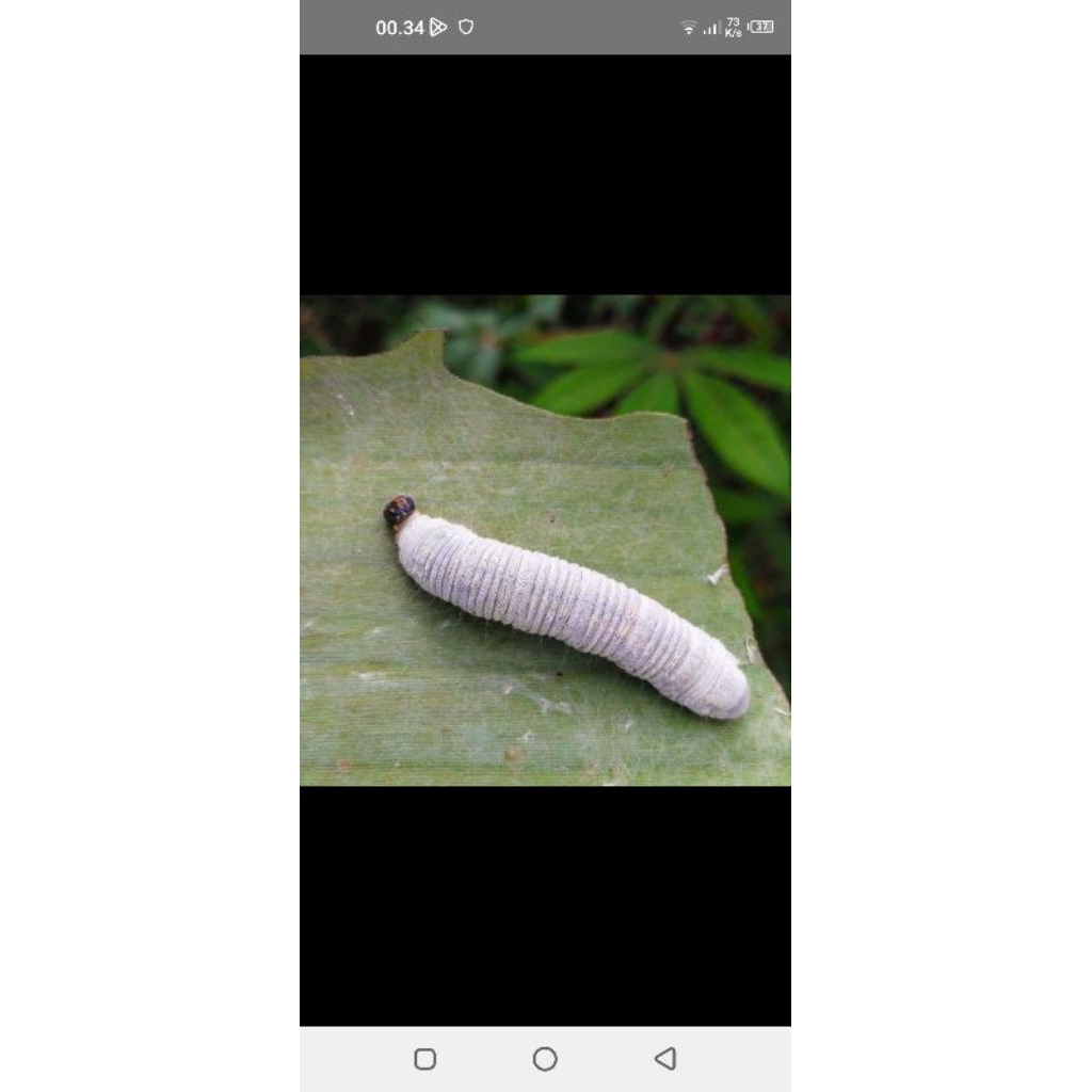 ulat daun pisang/pakan ikan/umpan pancing