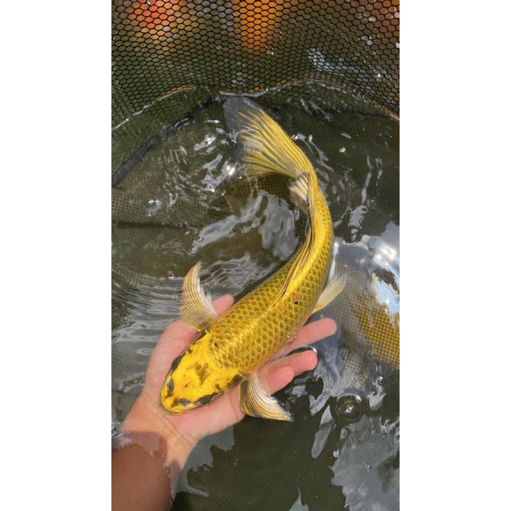 Ikan Koi Mukashi Slayer size 28-30cm