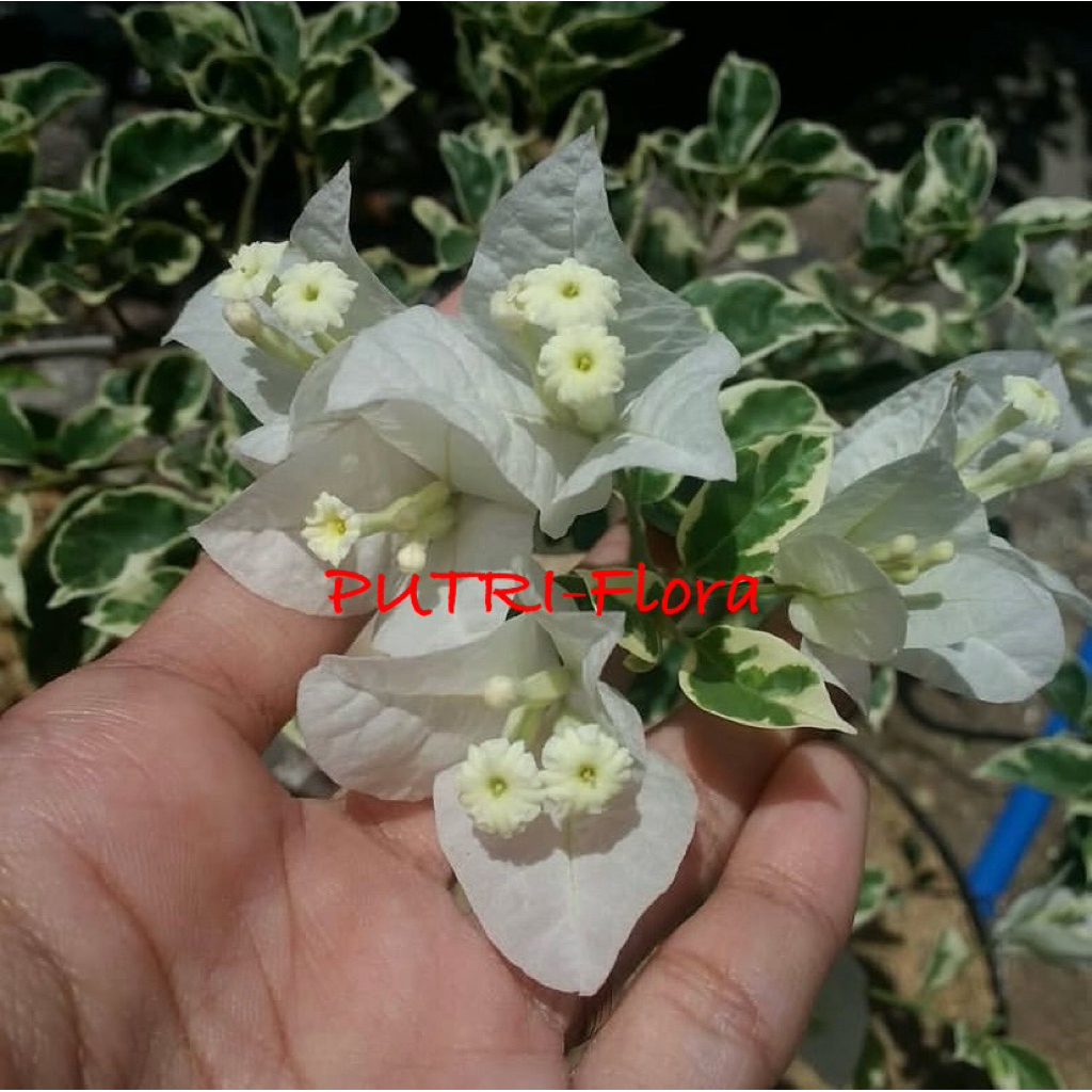 (Promo) BUGENVIL VARIGATA BUNGA PUTIH