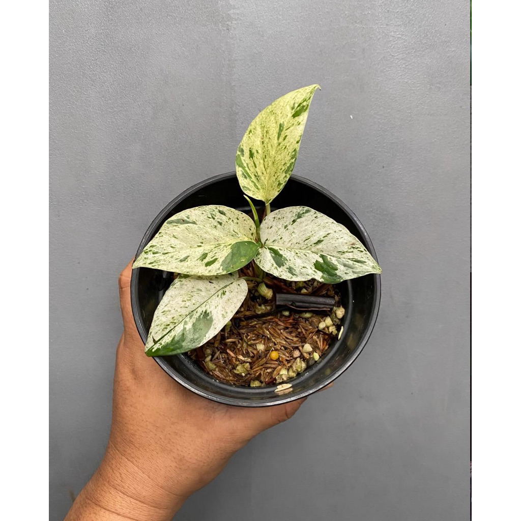 Epipremnum marble varigata