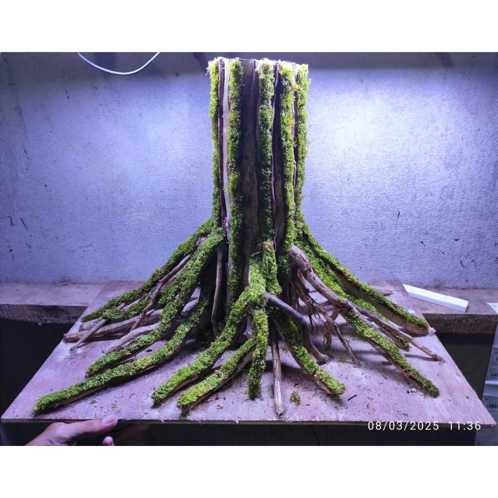 hardscape bonggol aquascape buat tank 60.30.40.cm sudah diplanting mosswefing