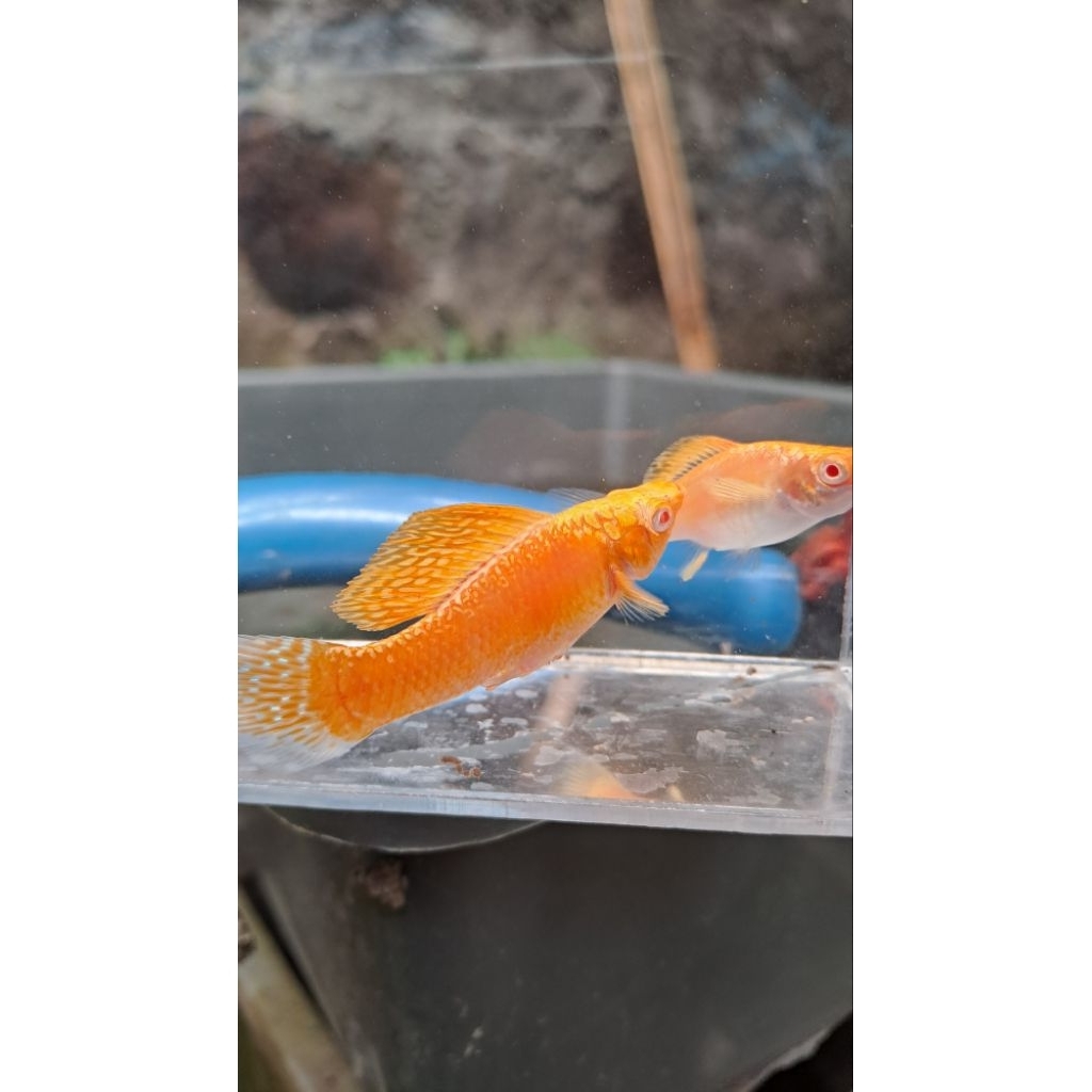 Stiker Air Molly Albino Golden Merpati Thailand Long Body Sailfin Round Tail