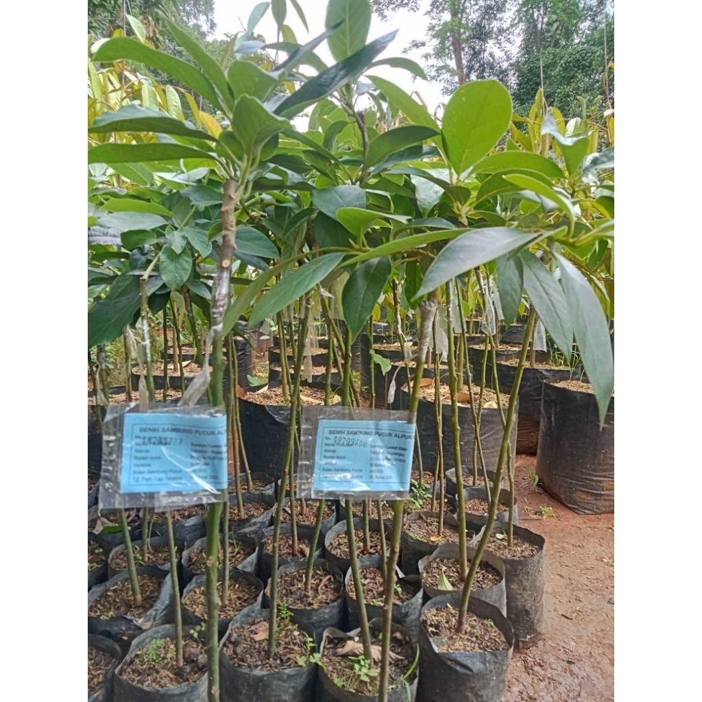 Bibit Alpukat Aligator Super Genjah