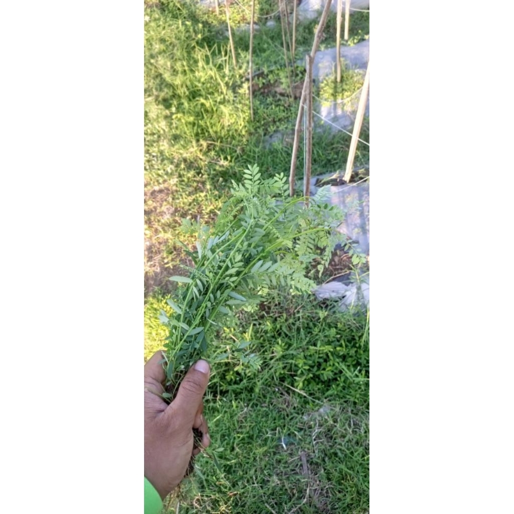

daun meniran 100g