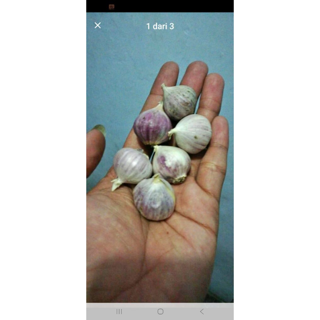 

Bawang putih tunggal ukuran besar kemasan1 kg
