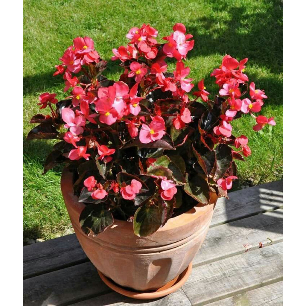 tanaman hias begonia - bunga begonia - begonia