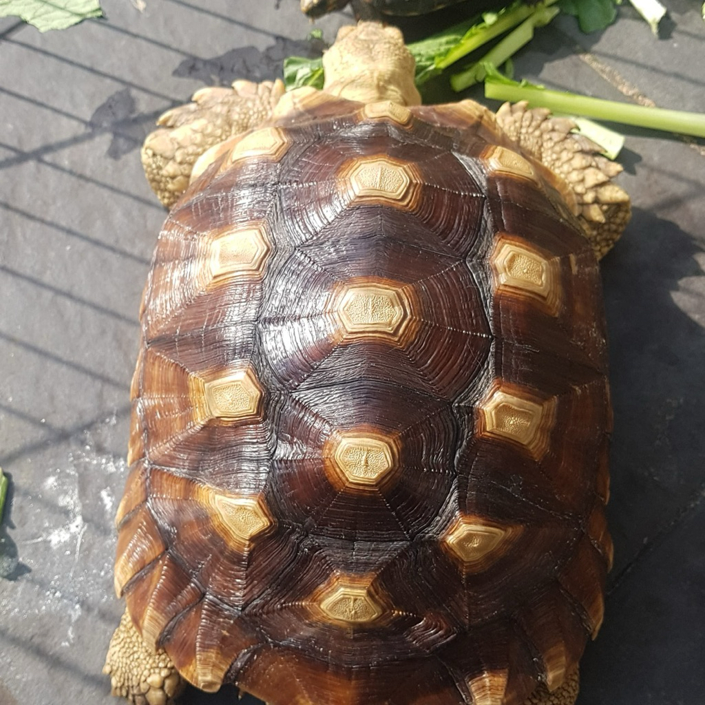 2 sulcata jantan  sex male ,makan rakus yang satu overscute ambil 2
