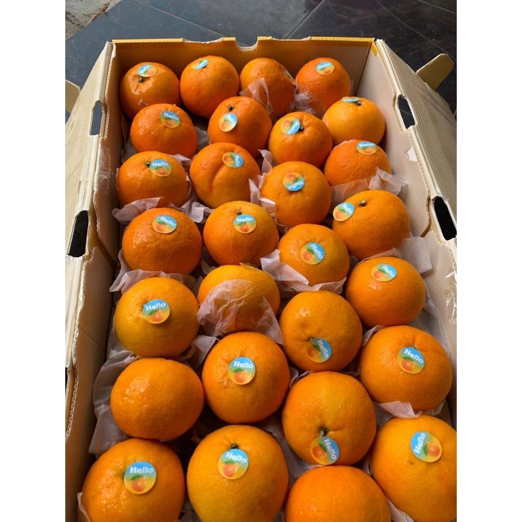 

Jeruk Mandarin Wogan