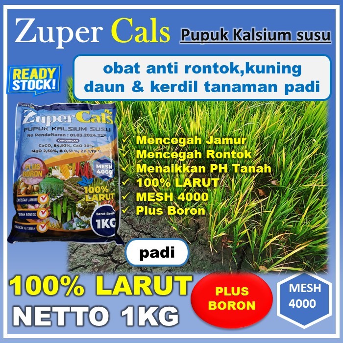 Obat Kuning Daun Padi Pupuk anti Kerdil Buah Padi Terbaik ZUPERCALS KALSIUM ISI 1KG Pupuk Padi Daun 