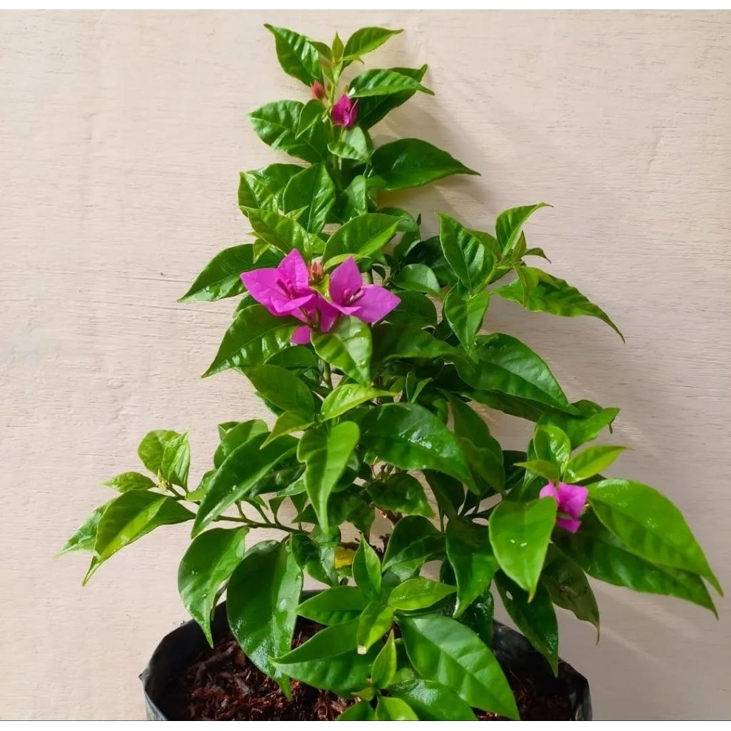 Bougenville ekor musang ungu original