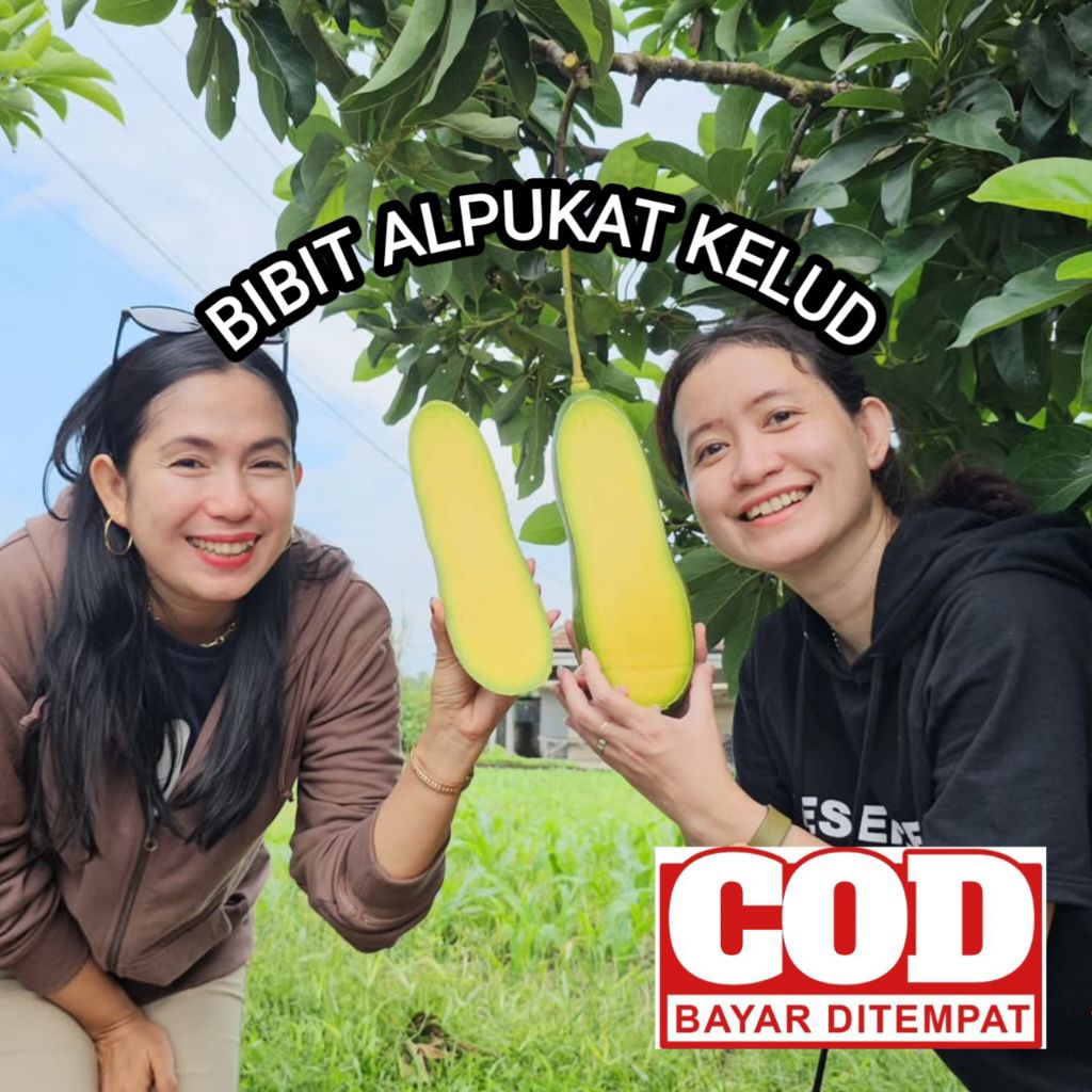 bibit alpukat kelud daging tebal ( alpukat kelud terbaik